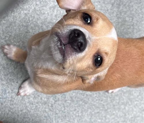 Photo of Miso, adoptable Chihuahua in Orange, California