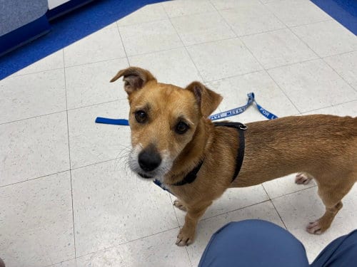 Photo of Nachos, adoptable Wheaten Terrier in Greenbelt, Maryland