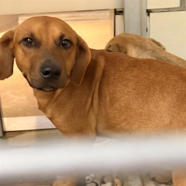 Photo of Pirate, adoptable Feist in Salem, Massachusetts