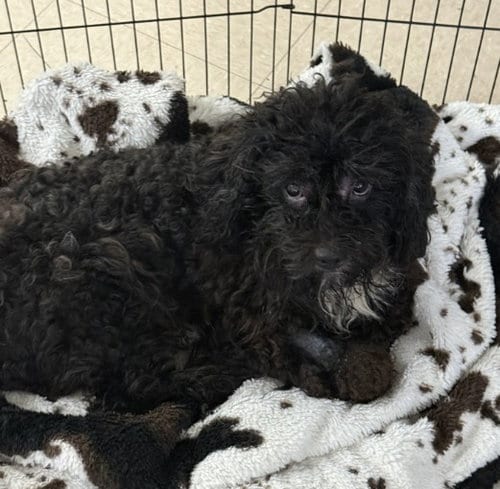 Photo of Oreo, adoptable Poodle (Standard) in Killeen, Texas