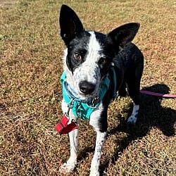 Photo of Poker, adoptable Australian Cattle Dog in Fort Collins, Colorado