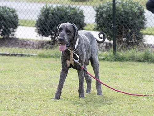Photo of Kerchak, adoptable Saint Bernard in Haw River, North Carolina