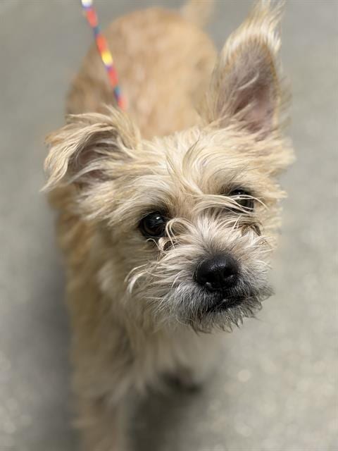 Photo of Candy Corn, adoptable Yorkshire Terrier Yorkie in Las Vegas, Nevada