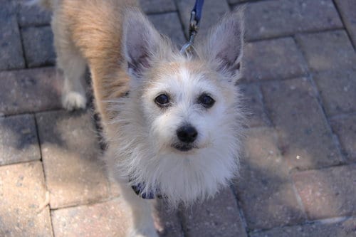 Photo of Maddox, adoptable Cairn Terrier in Charlotte, North Carolina