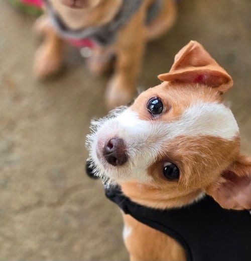 Photo of Tinette, adoptable Chihuahua in Morganville, New Jersey