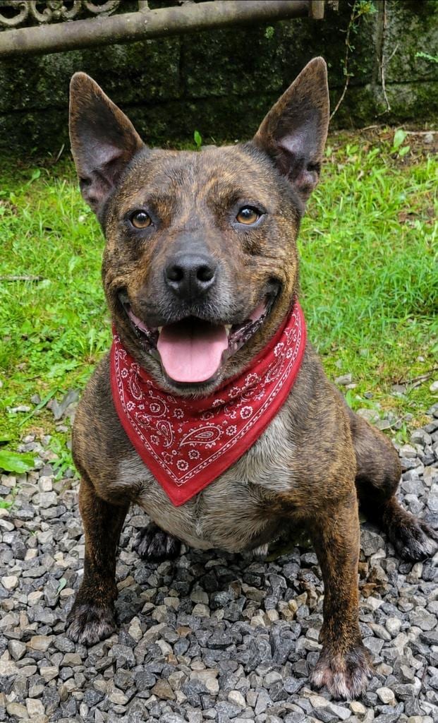 Photo of Rocket Man, adoptable Feist in Crossville, Tennessee