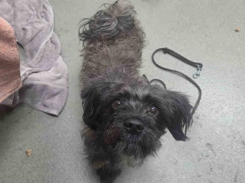 Photo of Baxter, adoptable Terrier in Carlsbad, California