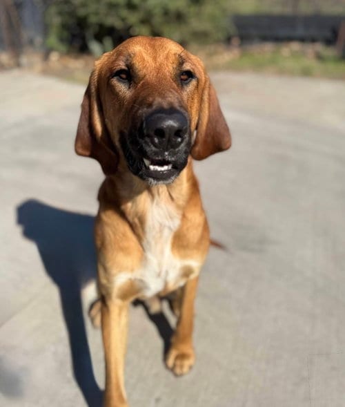 Photo of Edgar, adoptable Labrador Retriever in Denton, Texas