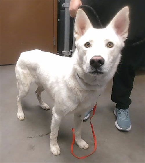 Photo of Coconut, adoptable Siberian Husky in Phoenix, Arizona
