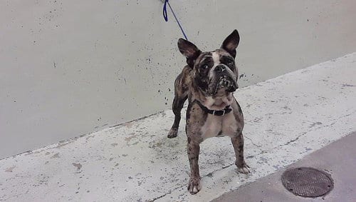 Photo of A2099848, adoptable Staffordshire Bull Terrier in Houston, Texas