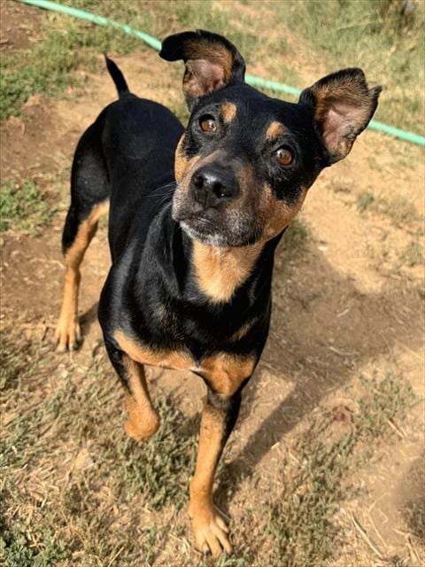 Photo of Hubert, adoptable Manchester Terrier in Sacramento, California