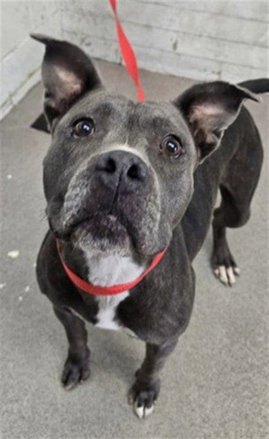 Photo of Praline, adoptable Pit Bull Terrier in San Bernardino, California