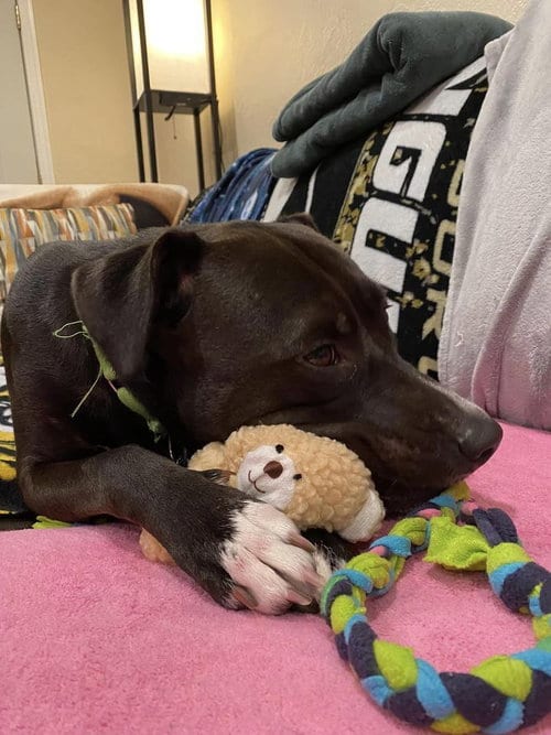 Photo of Mia, adoptable Labrador Retriever in Springdale, Pennsylvania