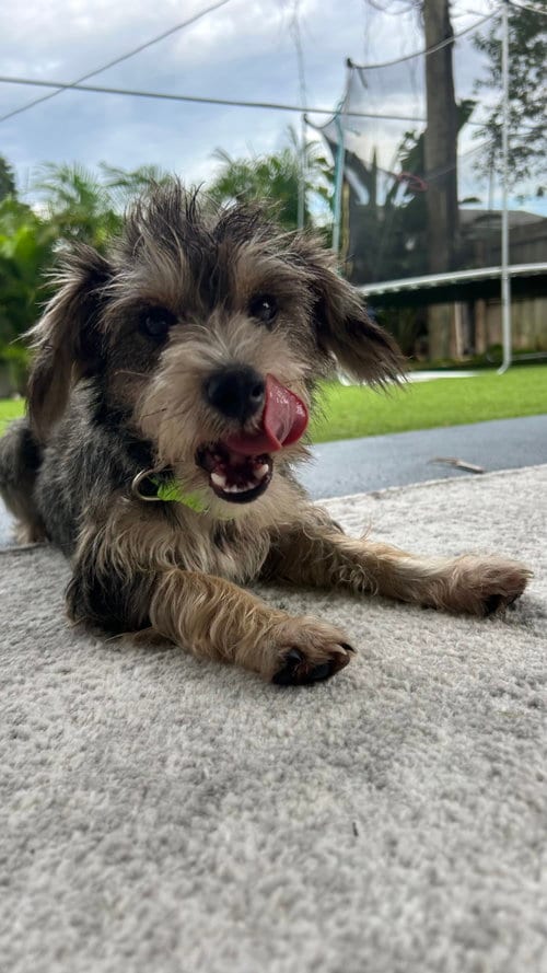 Photo of Yandi, adoptable Schnauzer in Valrico, Florida