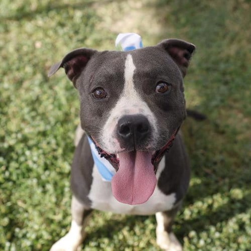Photo of Simba, adoptable American Staffordshire Terrier in San Antonio, Texas
