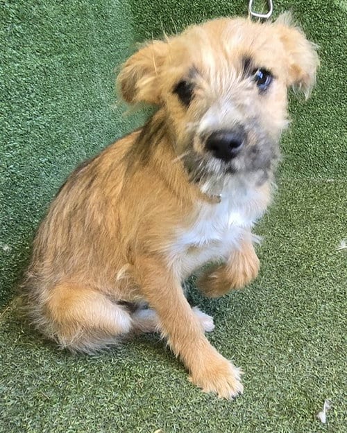 Photo of Sugar, adoptable Shih Tzu in Lancaster, California