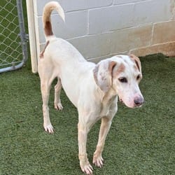 Photo of Huckleberry 6623, adoptable Coonhound in Loxahatchee, Florida