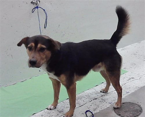 Photo of Pluto, adoptable Rottweiler in Houston, Texas