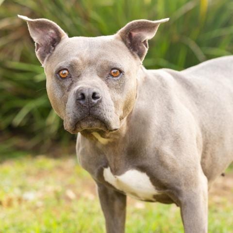 Photo of Pebble, adoptable Pit Bull Terrier in Camarillo, California