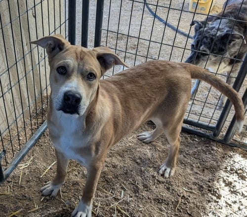 Photo of Colt, adoptable Shar Pei in Golden Valley, Arizona