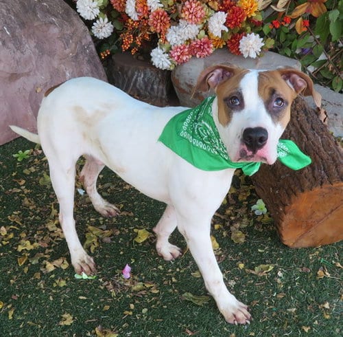 Photo of Dezi, adoptable Pit Bull Terrier in Oklahoma City, Oklahoma