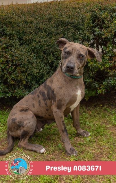 Photo of Presley, adoptable Catahoula Leopard Dog in Mobile, Alabama