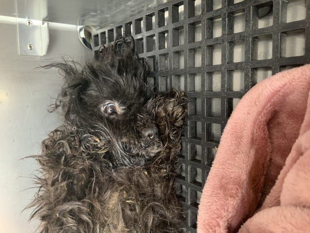 Photo of Senior Shih Tzu, adoptable Shih Tzu in Chicago, Illinois