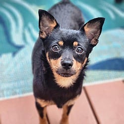 Photo of Maisey, adoptable Chihuahua in CUMMING, Georgia