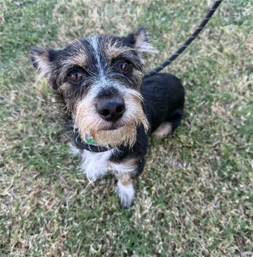 Photo of Wizard, adoptable Miniature Schnauzer in Phoenix, Arizona