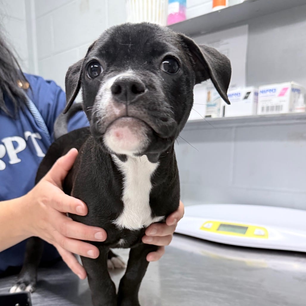 Photo of Frog, adoptable Mixed Breed (Small) in Summerville, South Carolina