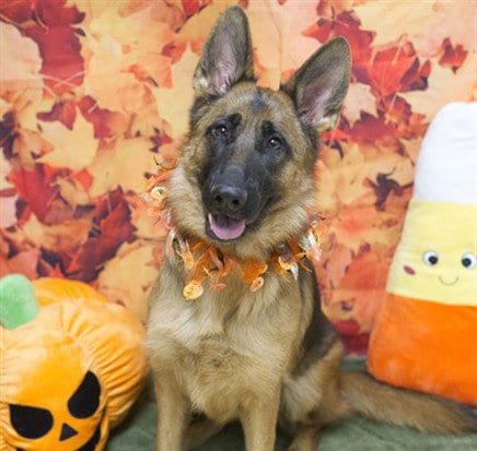 Photo of Reba, adoptable German Shepherd Dog in Placerville, California