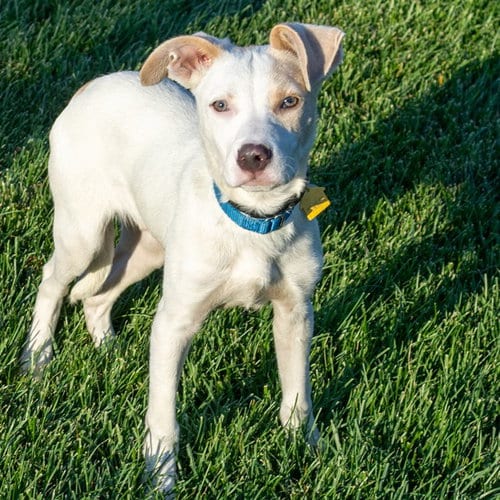 Photo of Lock, adoptable Labrador Retriever in Maryland, Missouri