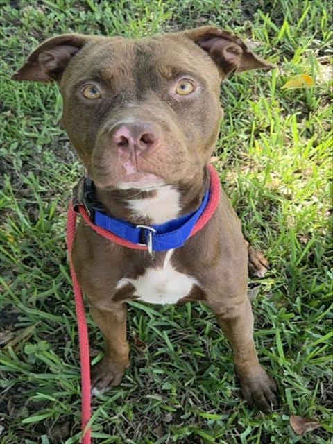 Photo of Bowser, adoptable American Staffordshire Terrier in Fort Lauderdale, Florida