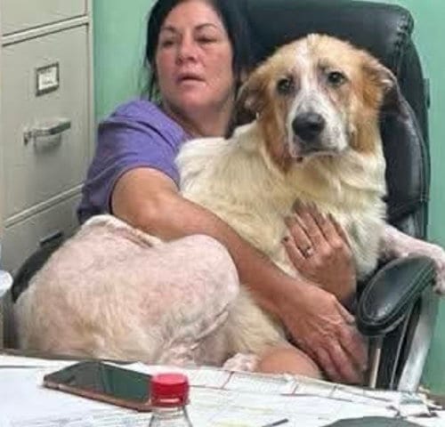 Photo of Mikey- Giant lap dog, adoptable Great Pyrenees in Oakhurst, New Jersey