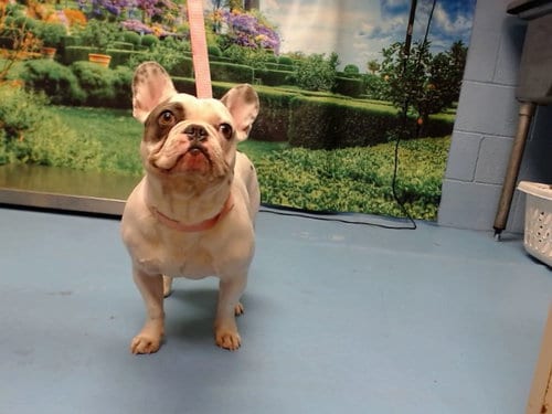 Photo of A554168, adoptable French Bulldog in Moreno Valley, California