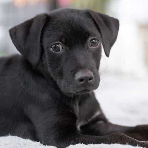 Photo of Dancer Pup - Waltz, adoptable Shepherd in San Diego, California