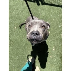 Photo of River, adoptable American Pit Bull Terrier in Texas City, Texas