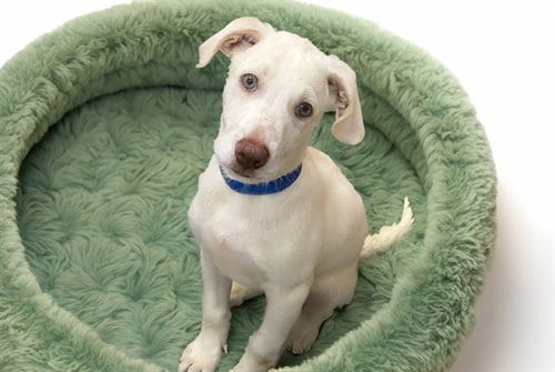 Photo of Woody, adoptable Labrador Retriever in Ft Lauderdale, Florida
