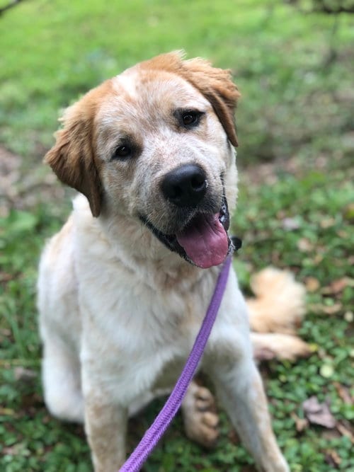 Photo of Alfie, adoptable Great Pyrenees in Elkins, West Virginia