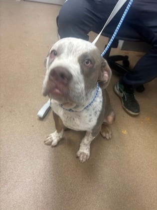 Photo of Tate, adoptable dog in Chamblee, Georgia