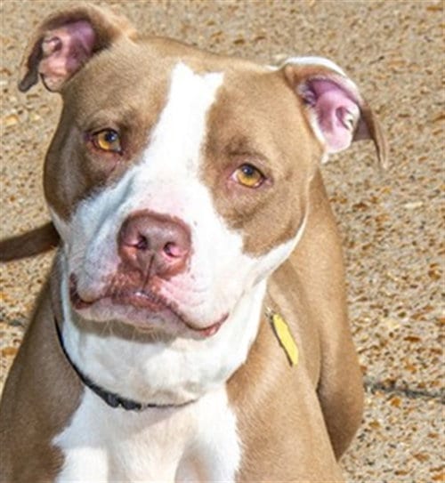 Photo of Hazel, adoptable Pit Bull Terrier in St Louis, Missouri