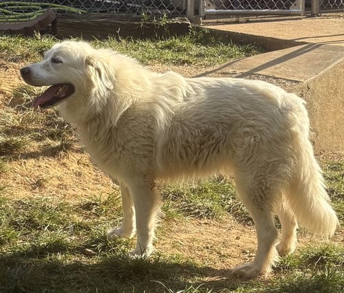 Photo of Ami, adoptable Great Pyrenees in Wetumpka, Alabama
