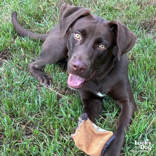 Photo of Weasel, adoptable Labrador Retriever in Washington, District of Columbia