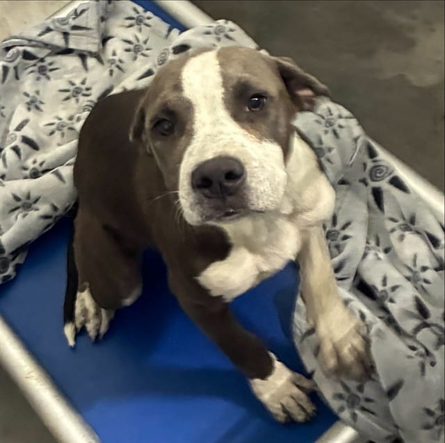 Photo of Senior Pit Bull Terrier, adoptable Pit Bull Terrier in Devore, California