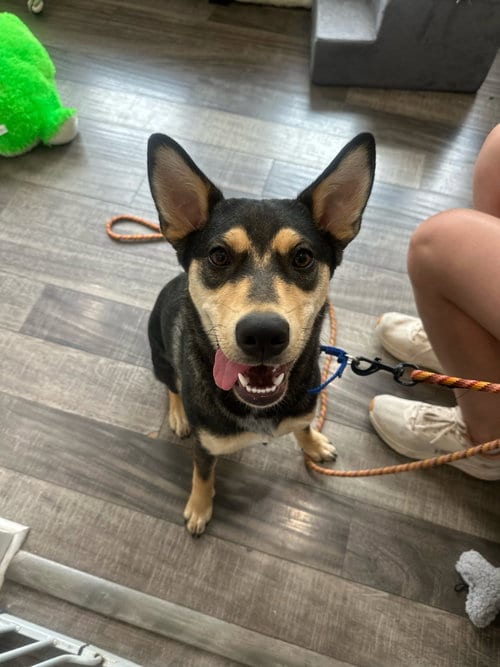 Photo of Scout, adoptable Shepherd in Jefferson, New Jersey
