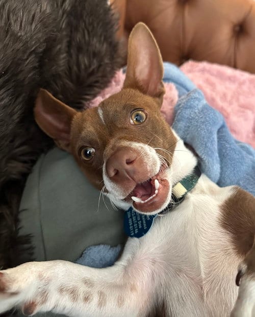 Photo of Gus, adoptable Chihuahua in Bellevue, Washington