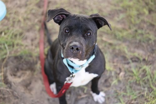 Photo of Prada, adoptable American Pit Bull Terrier in Ocala, Florida