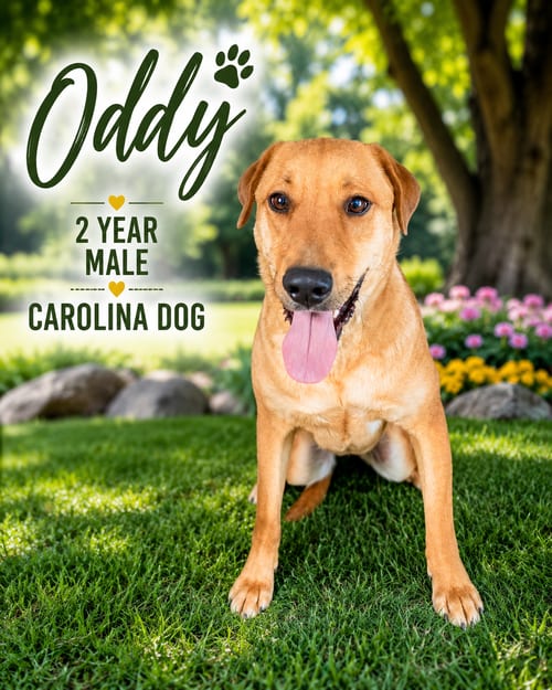 Photo of Oddy - 2 Year Male Carolina Dog, adoptable Carolina Dog in Mesa, Arizona