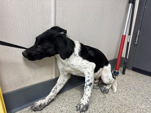 Photo of A256578, adoptable Border Collie in Visalia, California