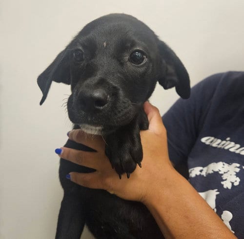 Photo of Alex, adoptable Unknown breed in Rancho Santa Fe, California